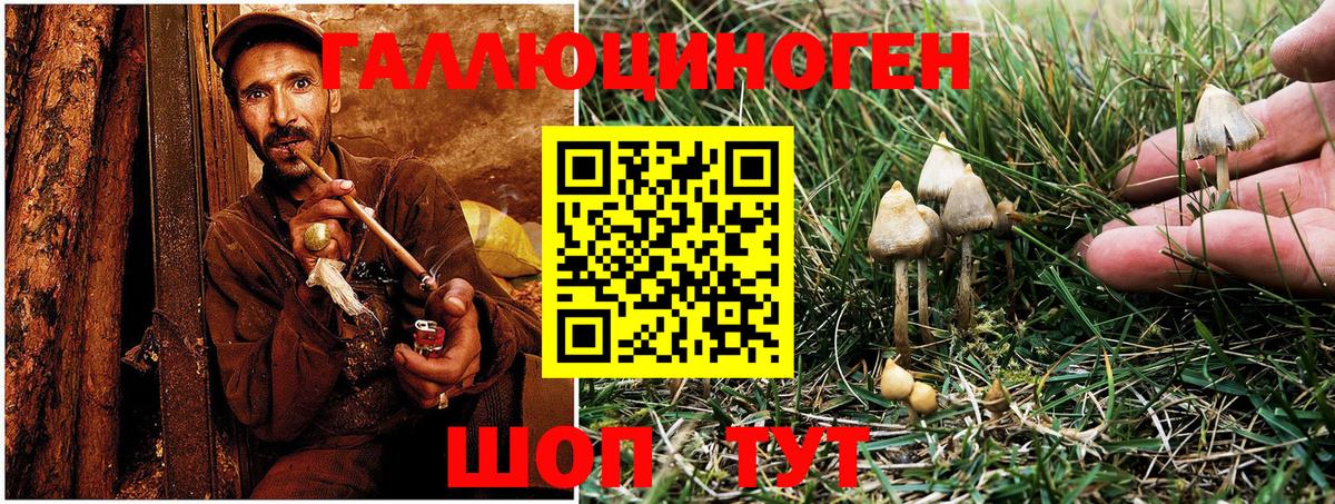 Псилоцибиновые грибы Psilocybe Строитель